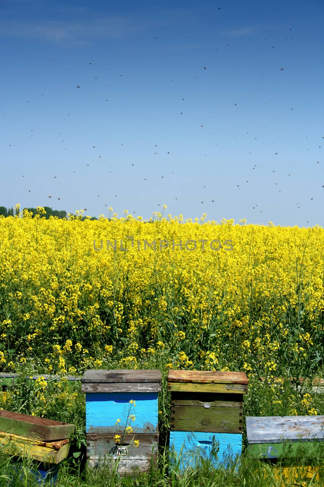 Colored beehives next to a canola field with bees flying around them