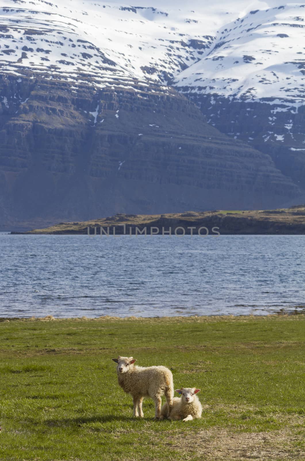 Vertical composition of a pair of lambs sitting on a green grass field with the ocean an mountains in the background in Grundarfjordur, Iceland