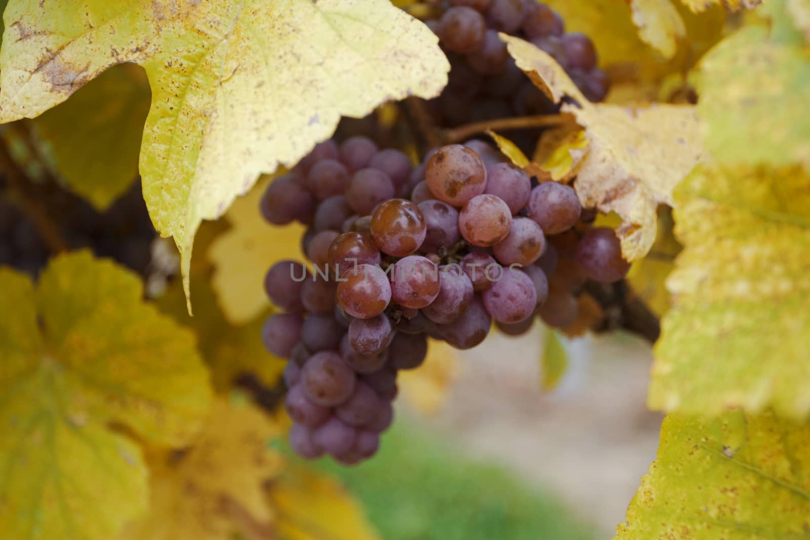 Horizontal close up of a bunch of traminer grape in a vineyard with vine leaves in the foreground