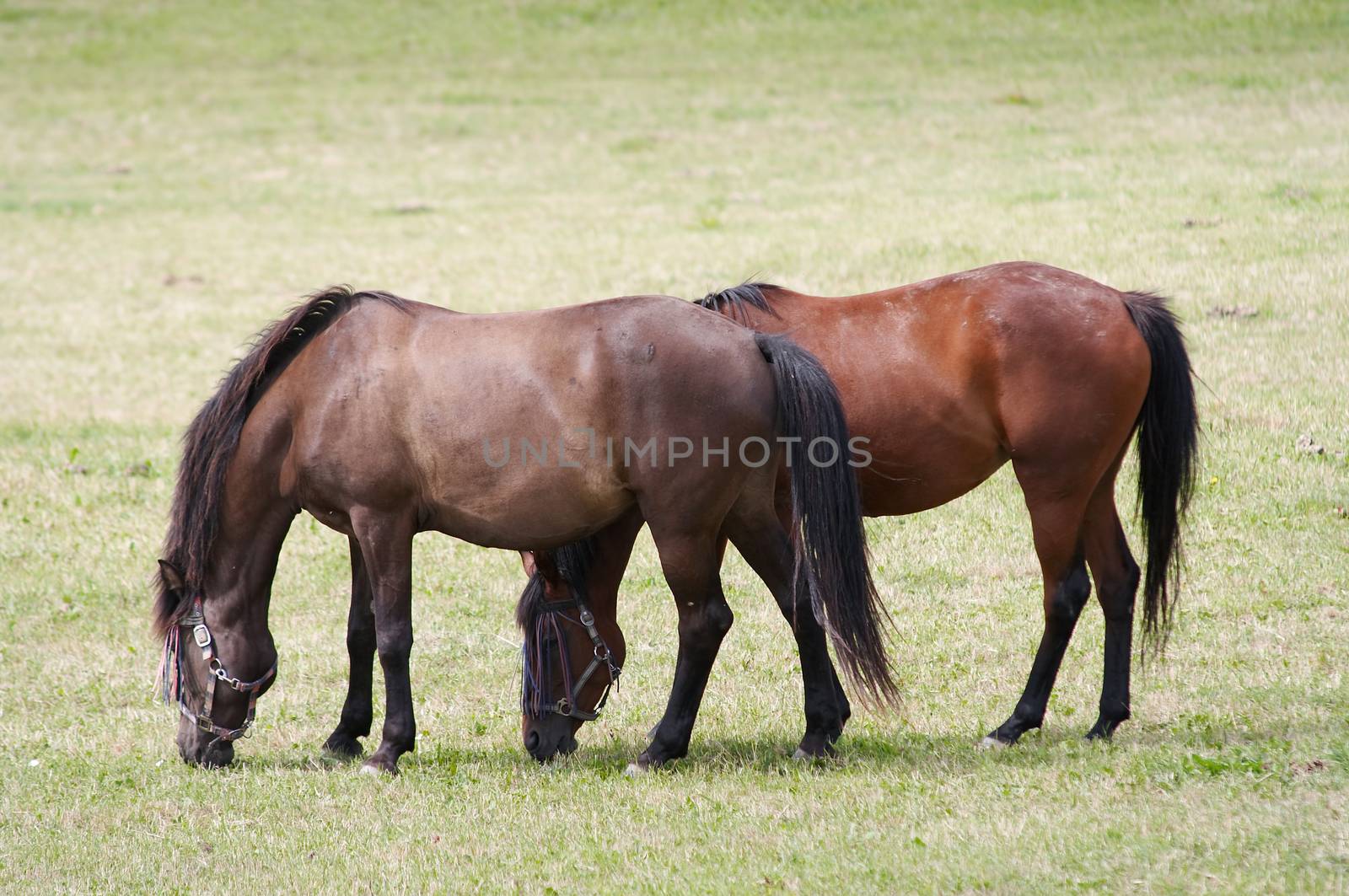 Horses on pasture by Mibuch