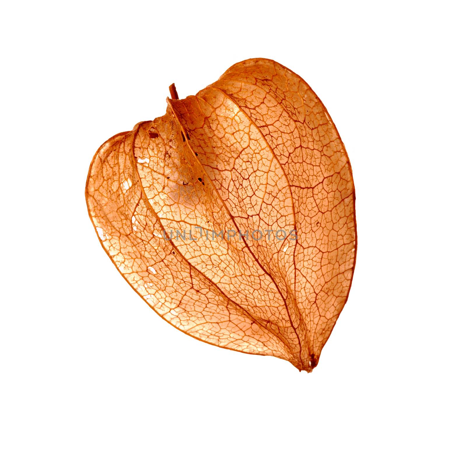 Detail of the fruit - Cape gooseberry