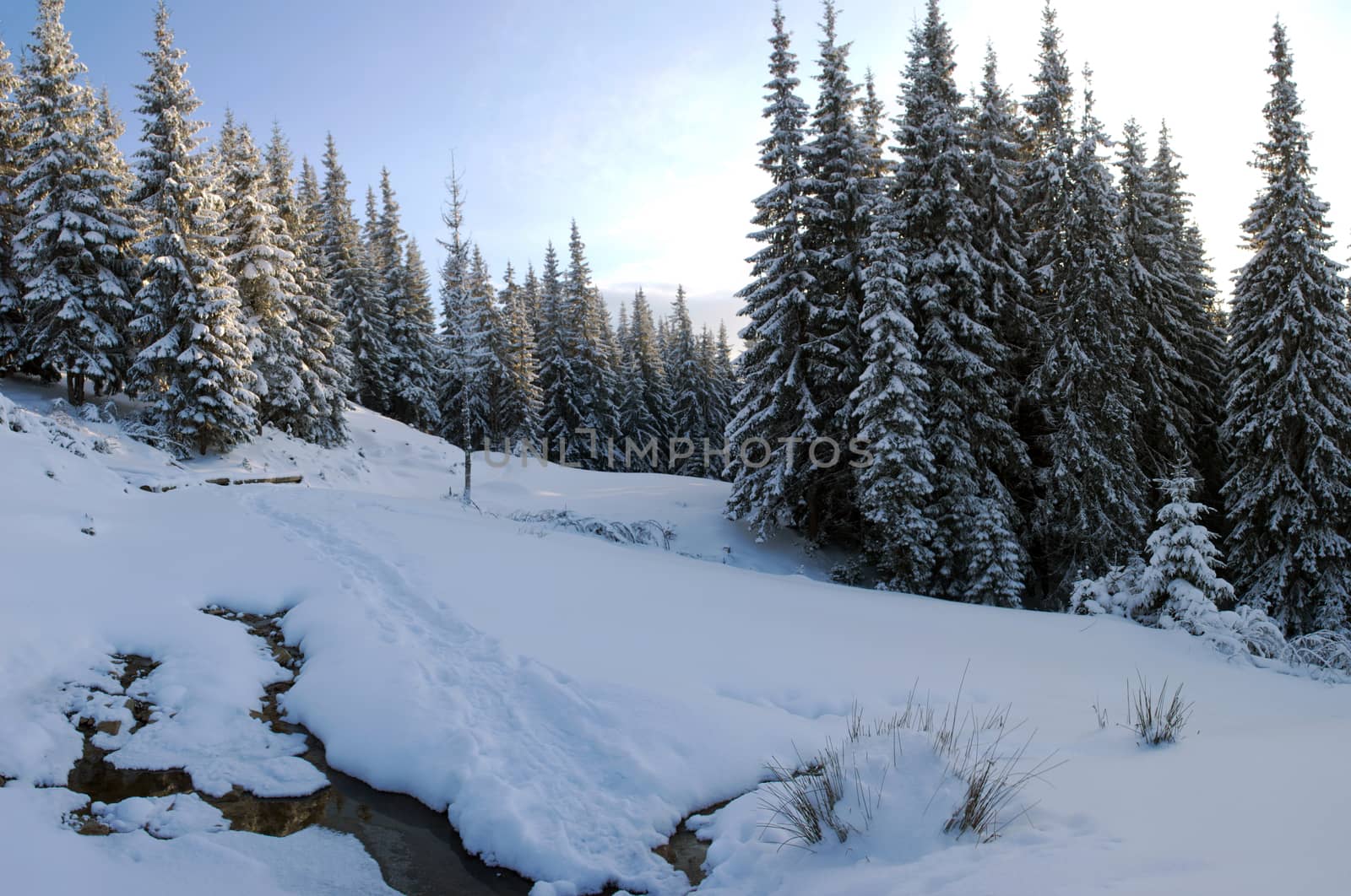 Mountain river in winter landscape by dolnikow