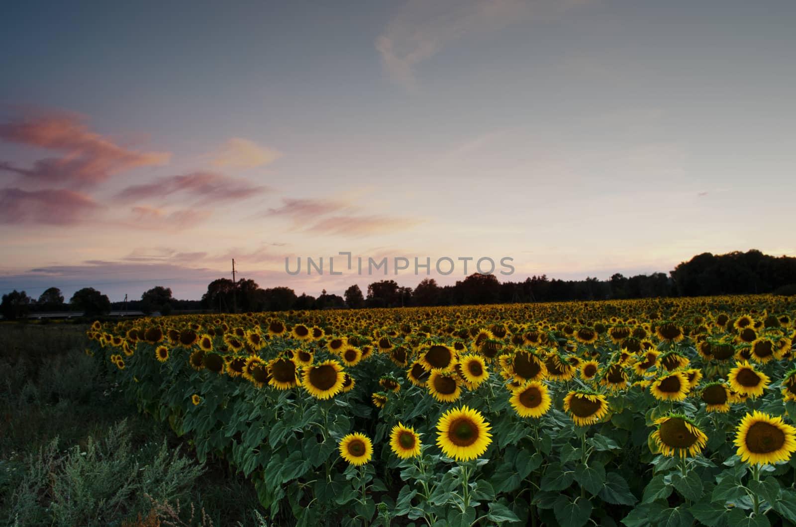 field of blooming sunflowers on a background sunset by dolnikow