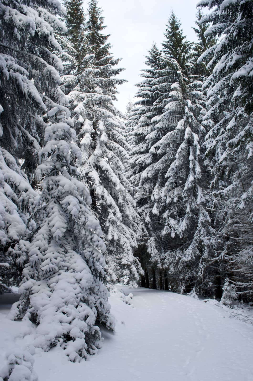 Frozen winter forest. Carpathian, Ukraine by dolnikow