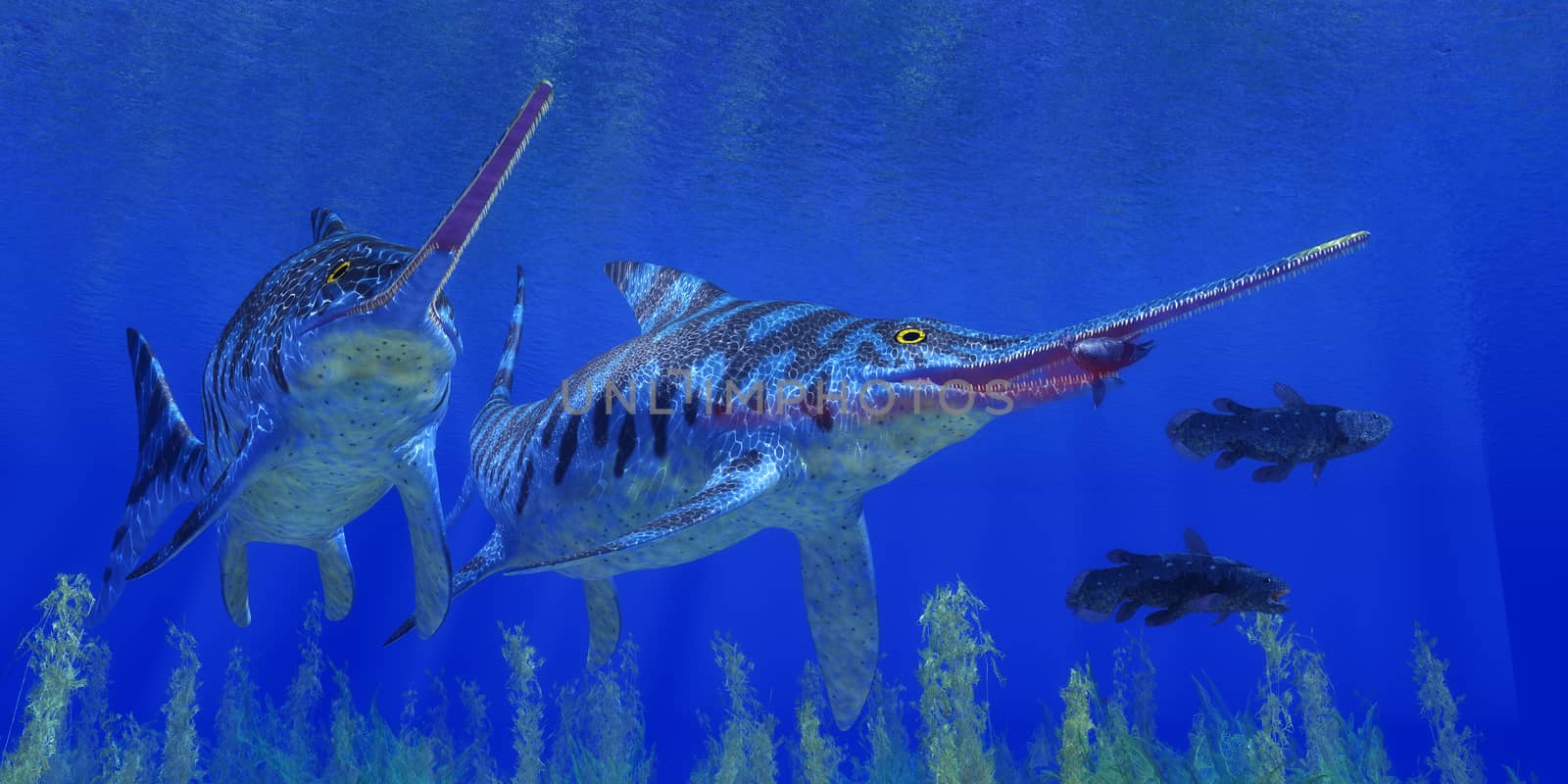 A Coelacanth fish becomes prey for a Eurhinosaurus marine reptile in a Jurassic ocean.