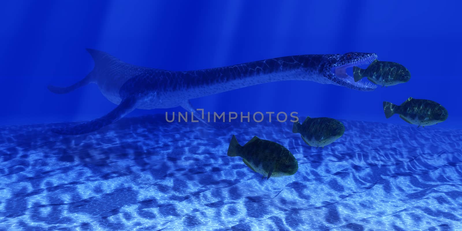 A Plesiosaurus marine reptile sneaks up behind a school of Dapedius fish as it goes in for the attack.