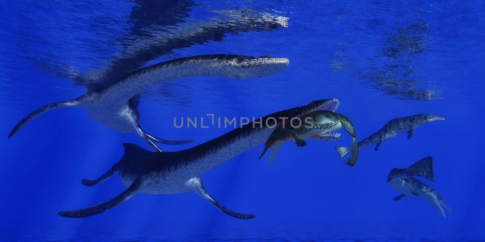 A Metriorhynchus becomes a meal for a Plesiosaurus marine reptile in blue Jurassic seas.