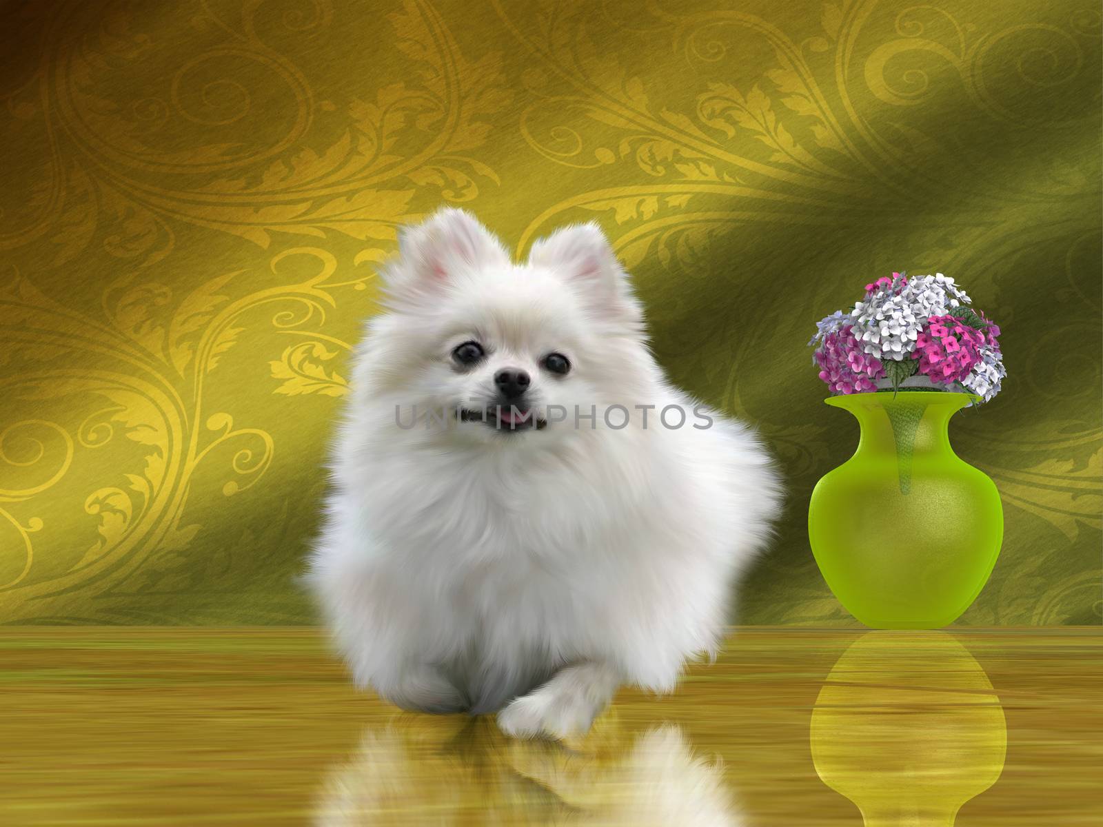 The Pomeranian is a small toy breed of dog that was started in Central Europe and descended from the German Spitz breed.