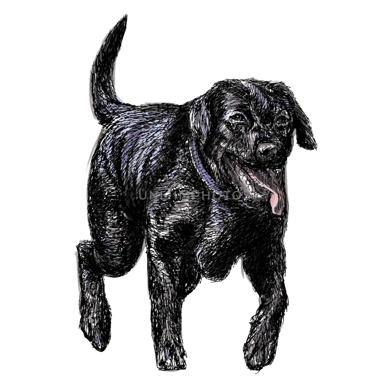 Image of black Labrador Retriever hand drawn vector