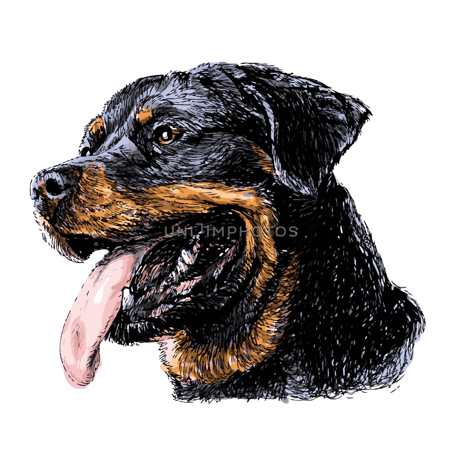 Rottweiler by simpleBE