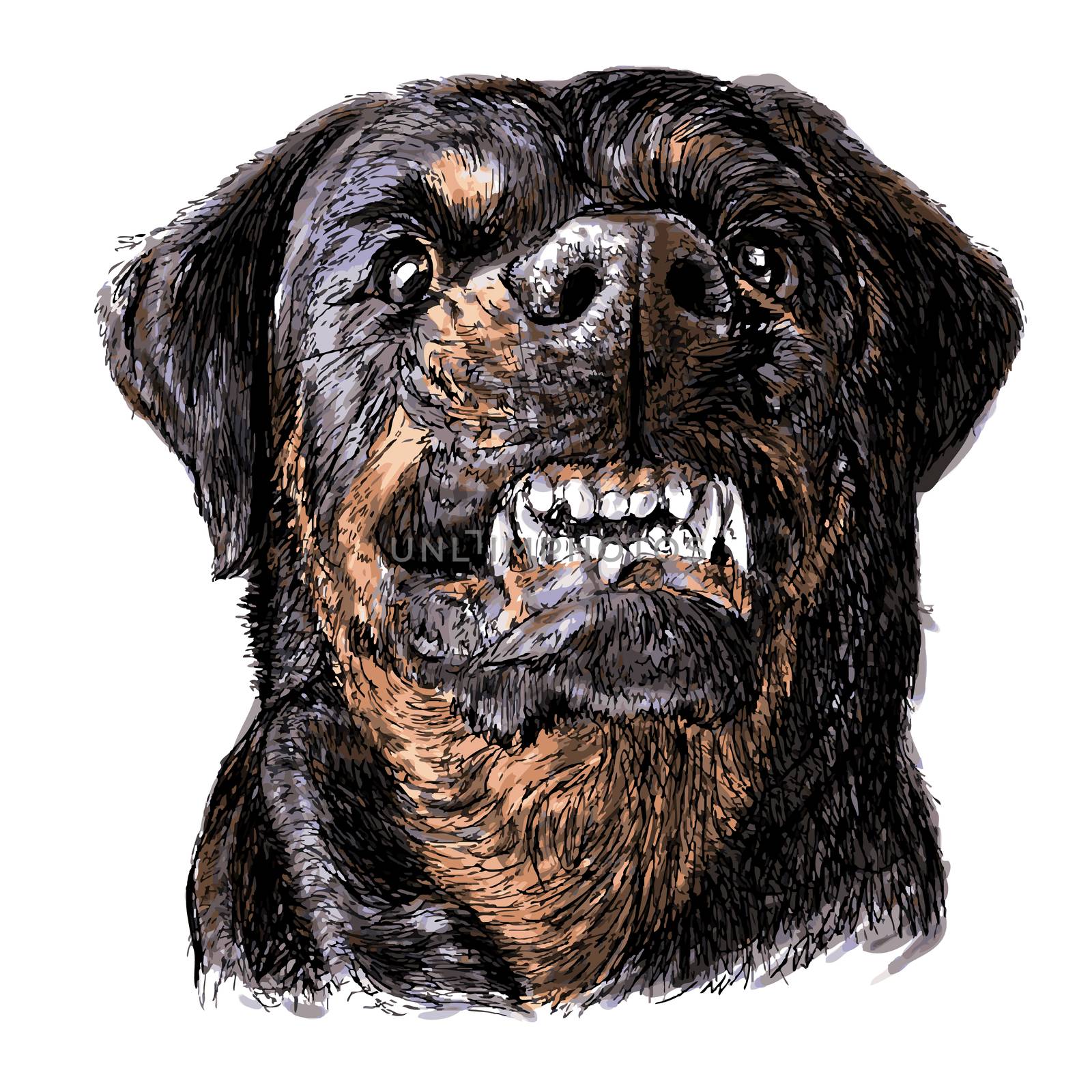 Image of angry Rottweiler hand drawn vector