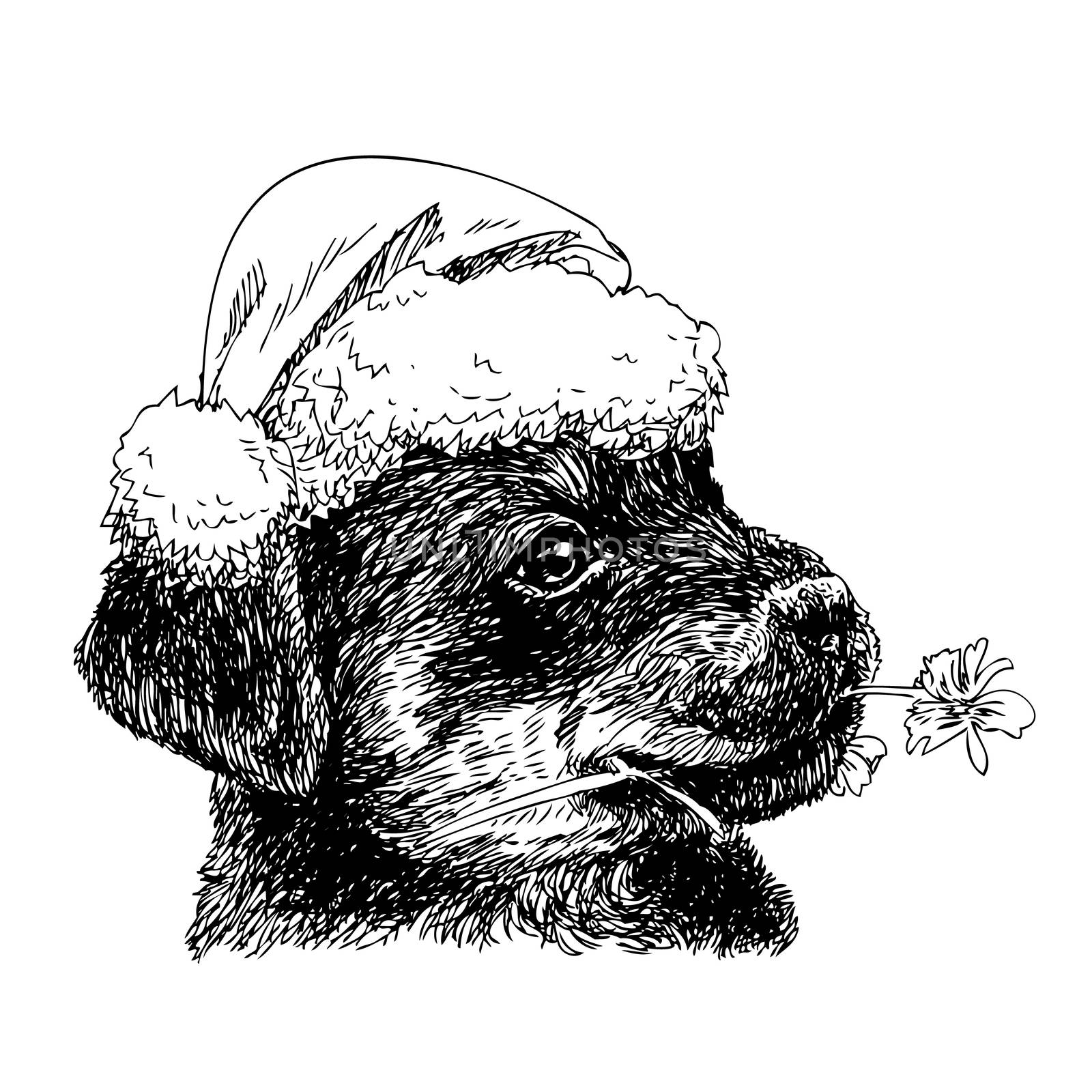 Rottweiler with santa claus hat by simpleBE