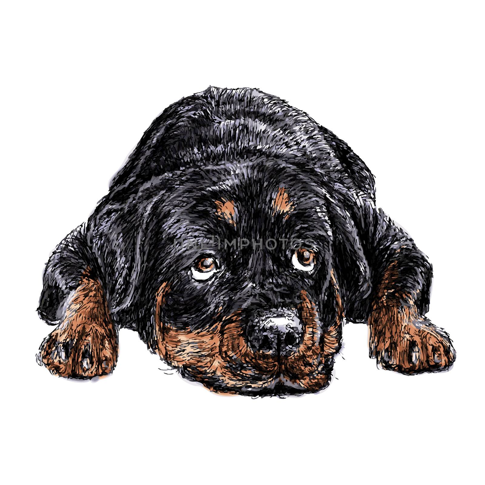 Rottweiler by simpleBE