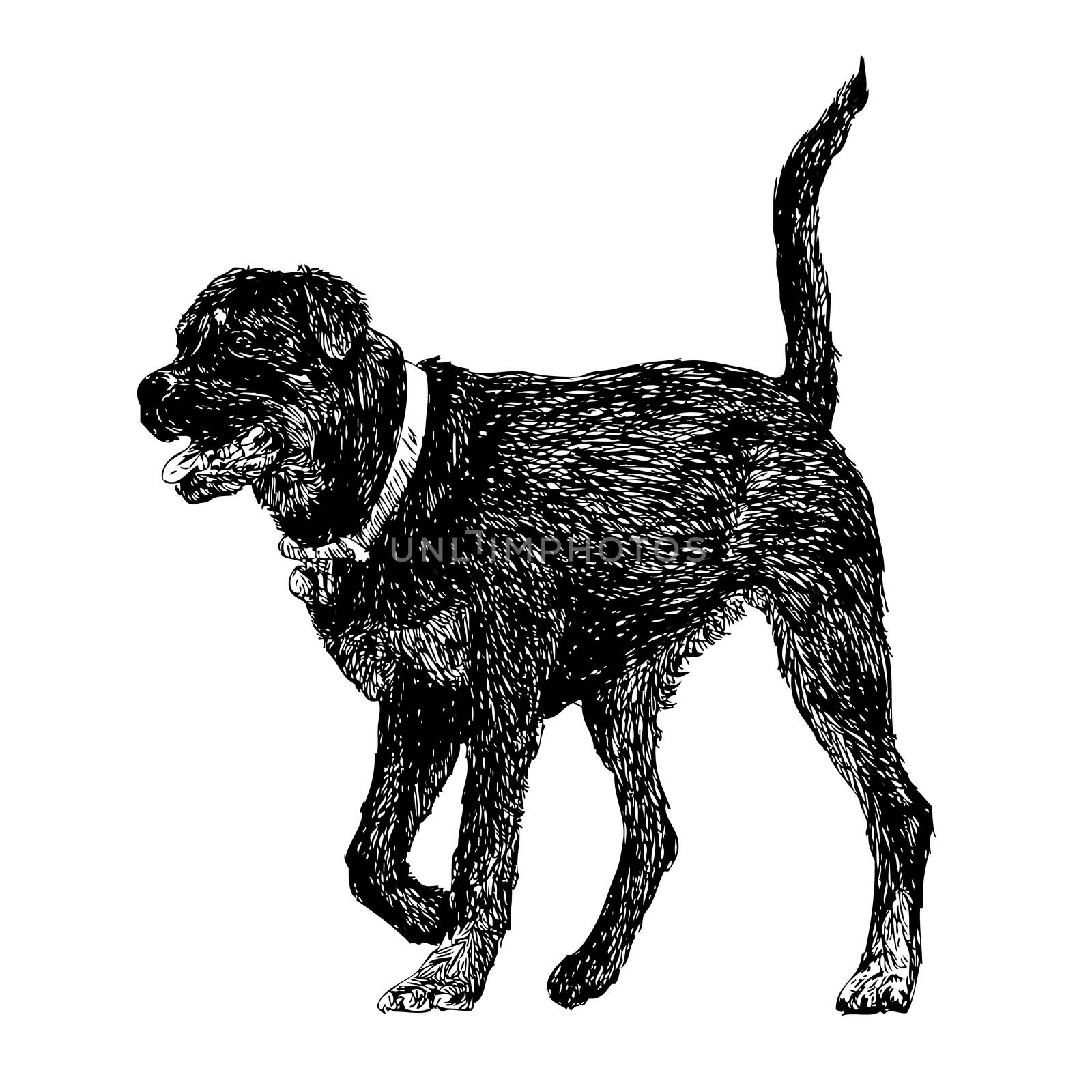 Image of Rottweiler hand drawn vector