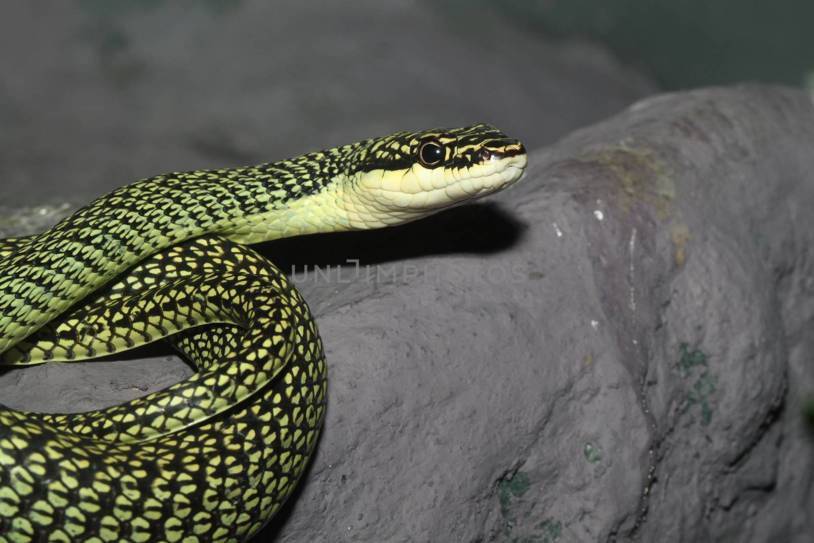 green snake by pumppump