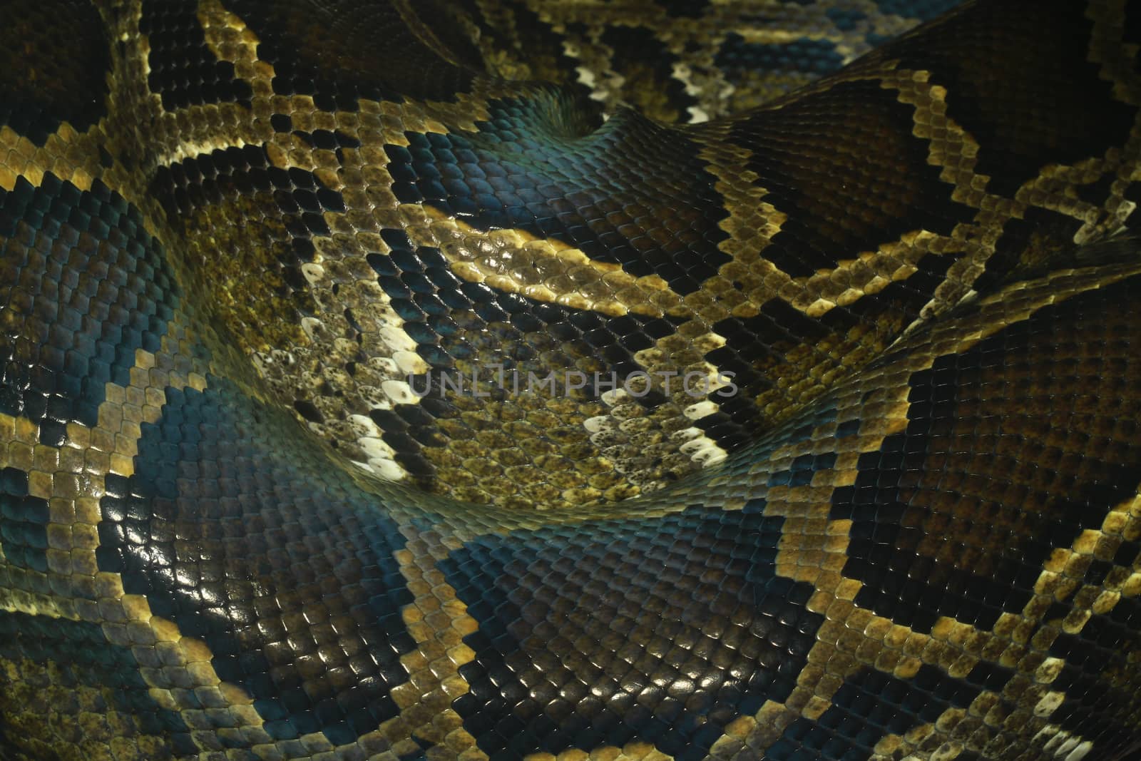 python snake skin and scales pattern macro by pumppump