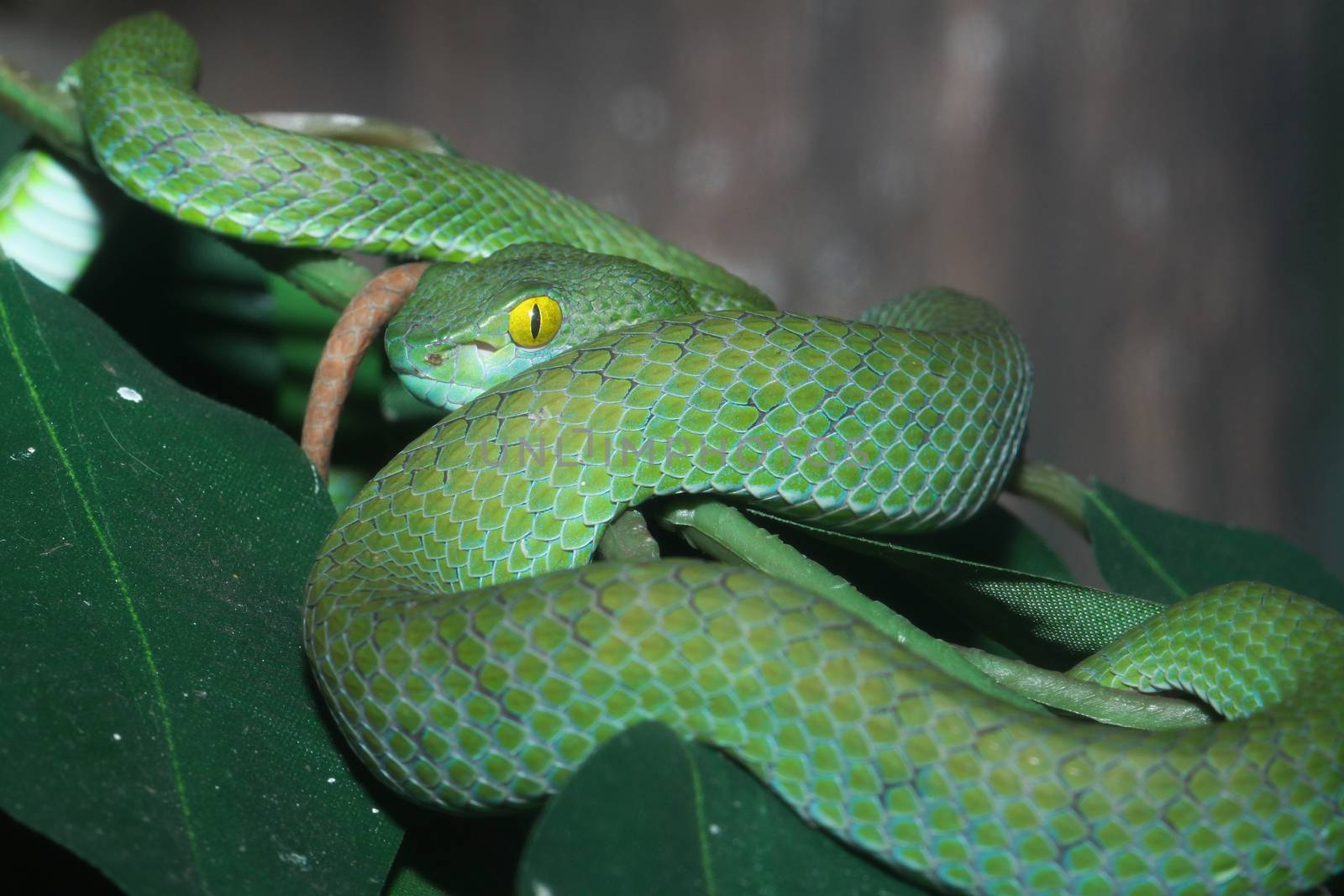 snake (green pit viper) in forest by pumppump