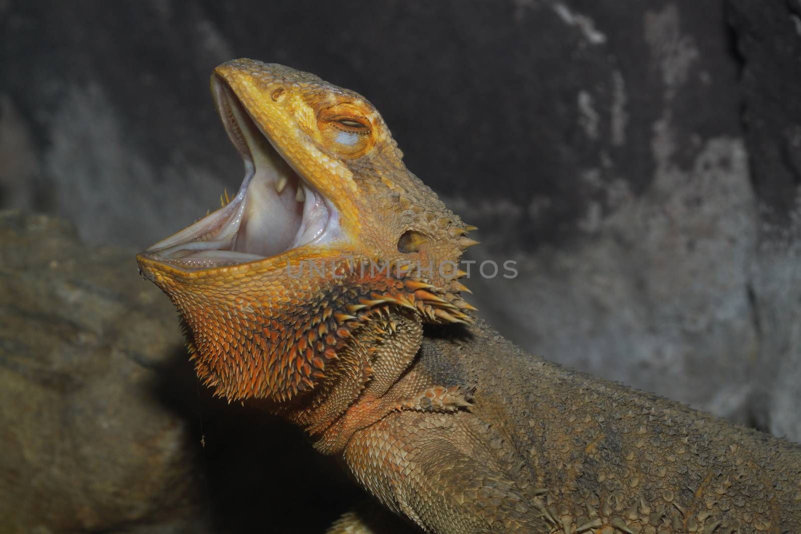 close up head bearded dragons lizard