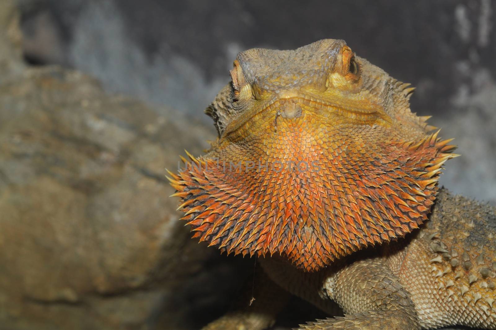 close up head bearded dragons lizard