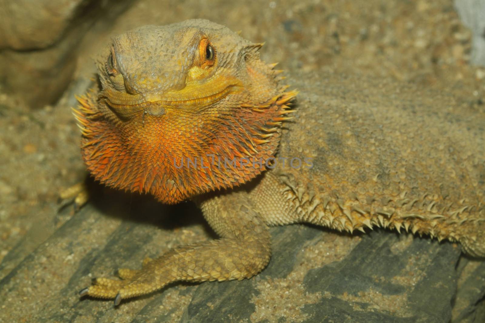 close up head bearded dragons lizard by pumppump