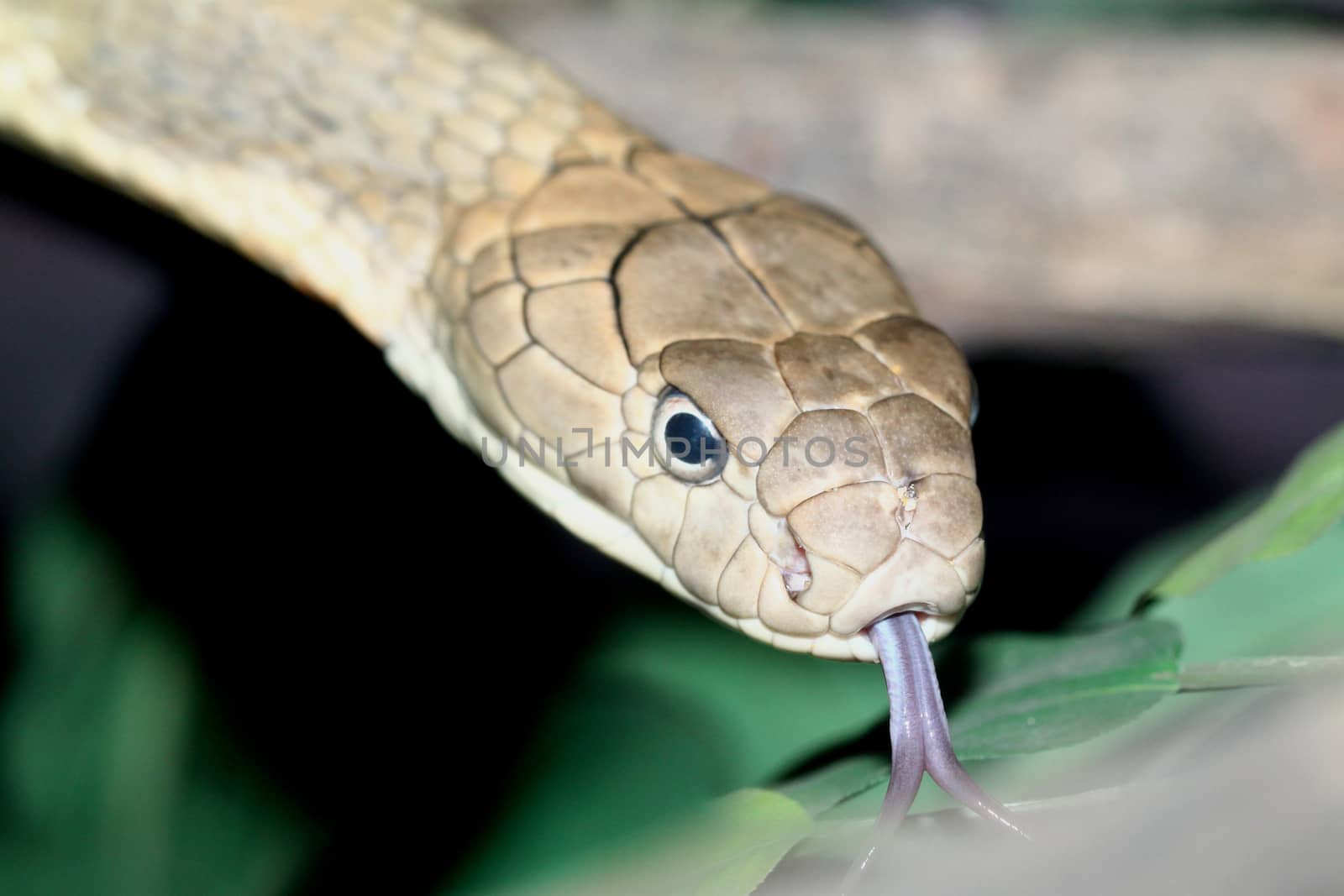 close up king croba snake