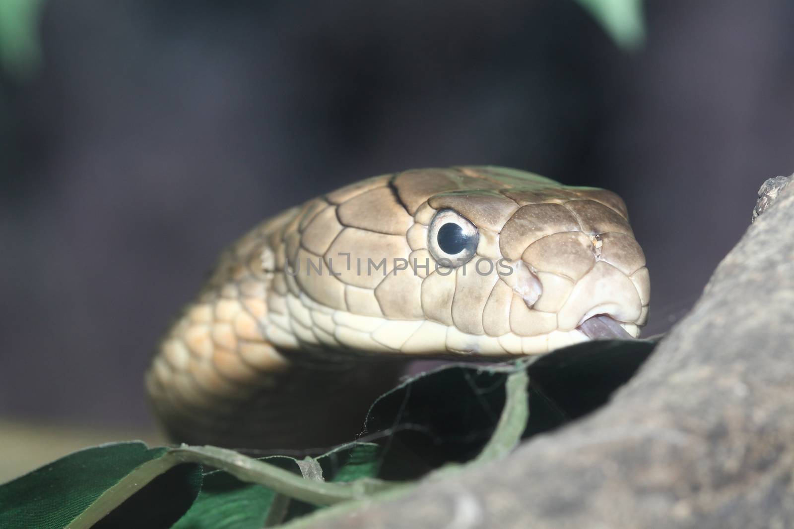 head King Cobra by pumppump