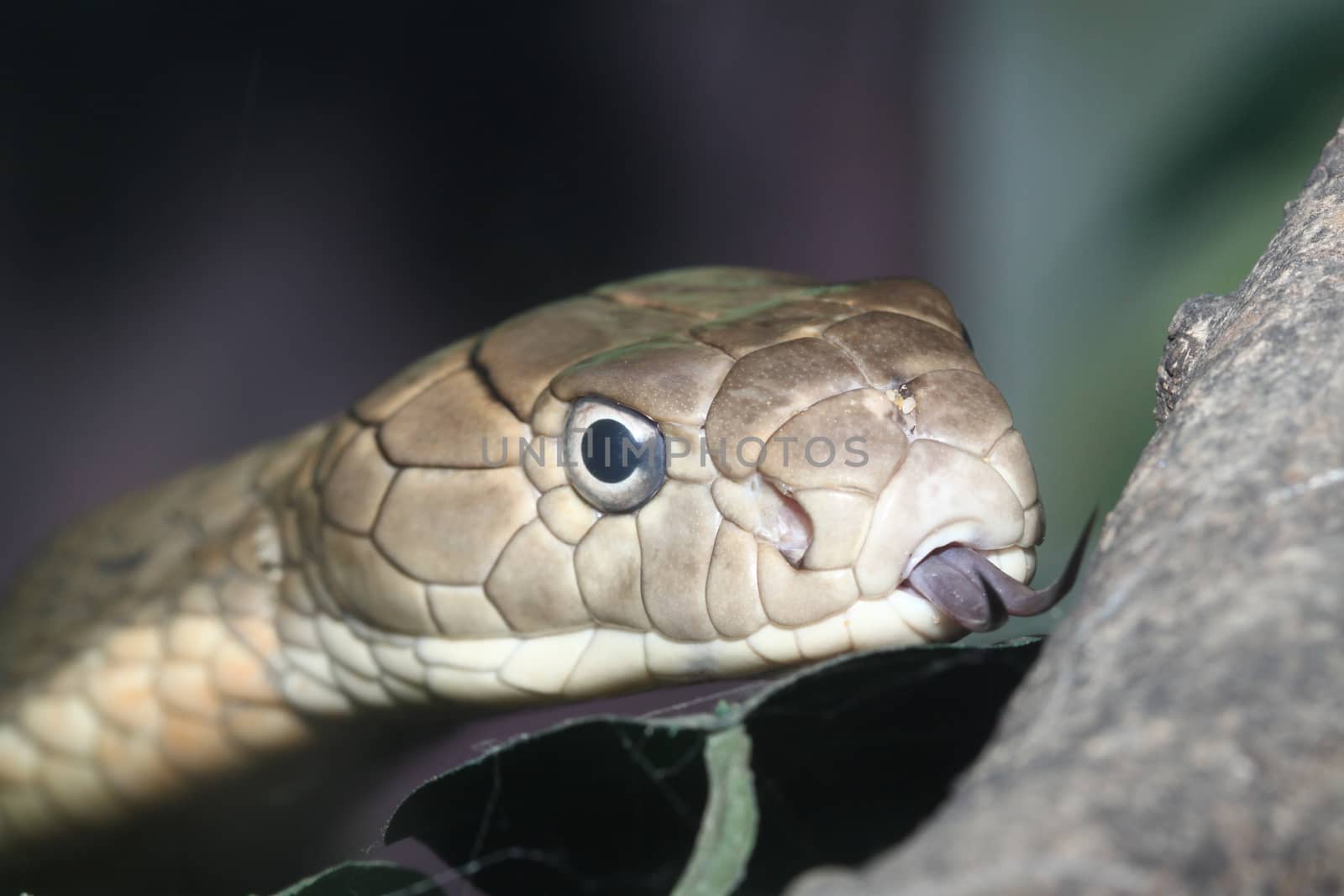 head King Cobra by pumppump