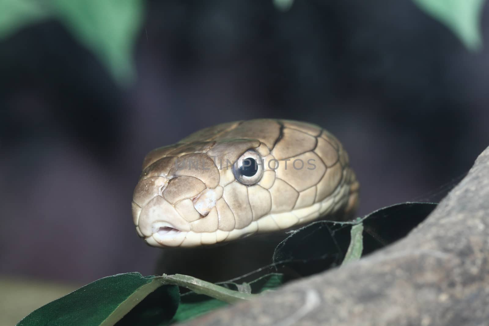 head King Cobra