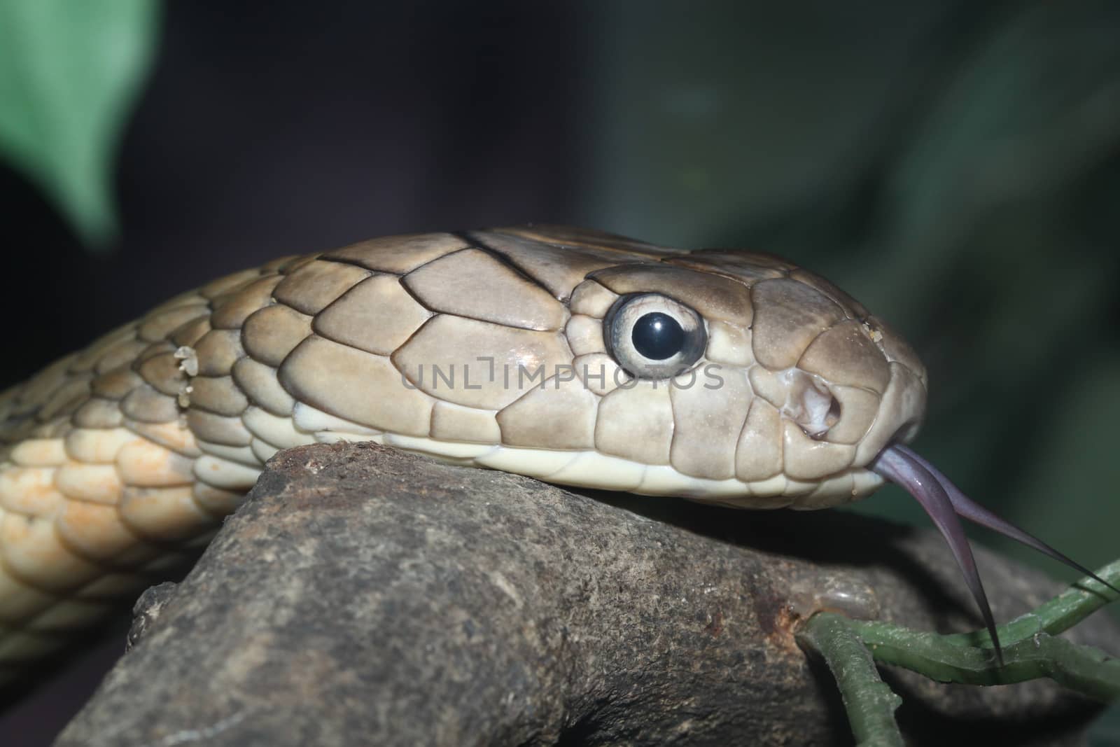 head King Cobra