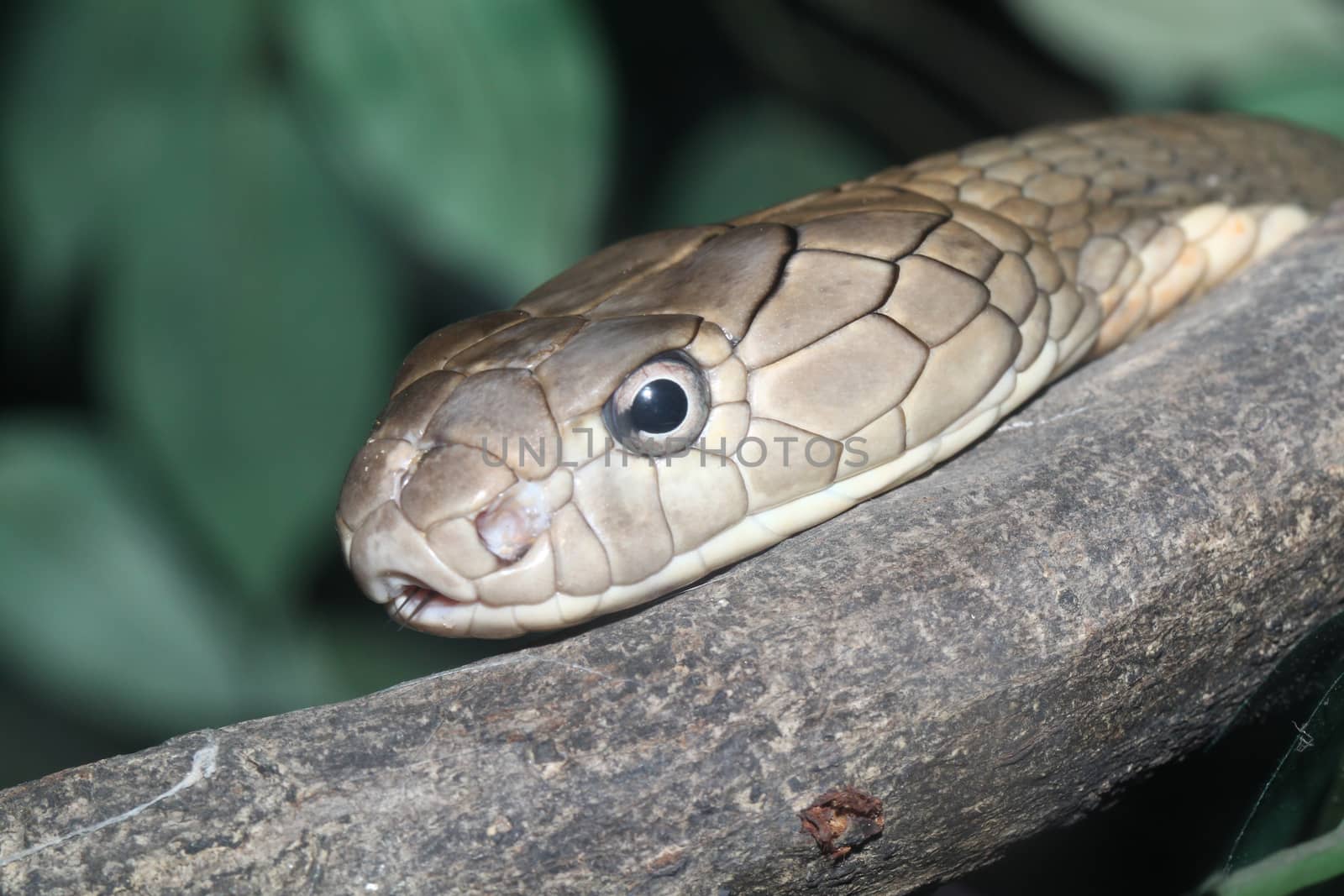 close up king croba snake by pumppump