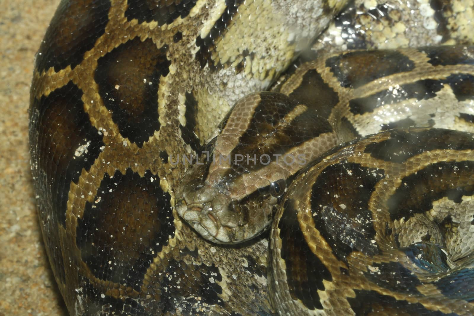 Snake head close up picture by pumppump