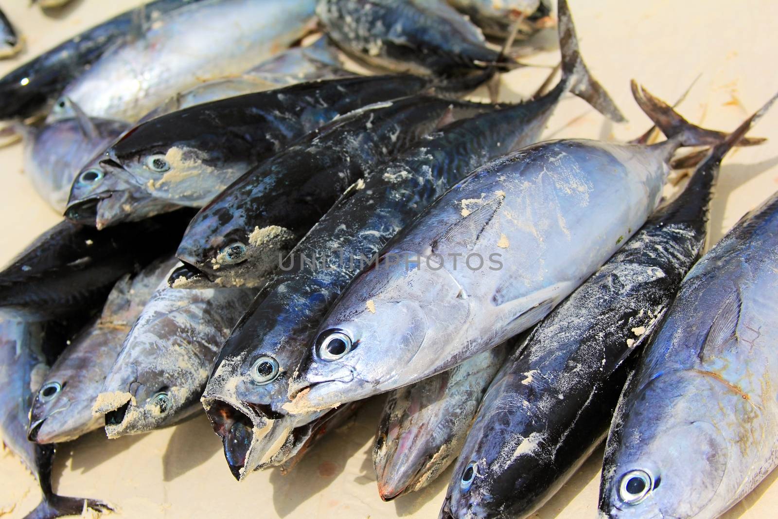 Isolated on white sand shot of a large tuna fishs