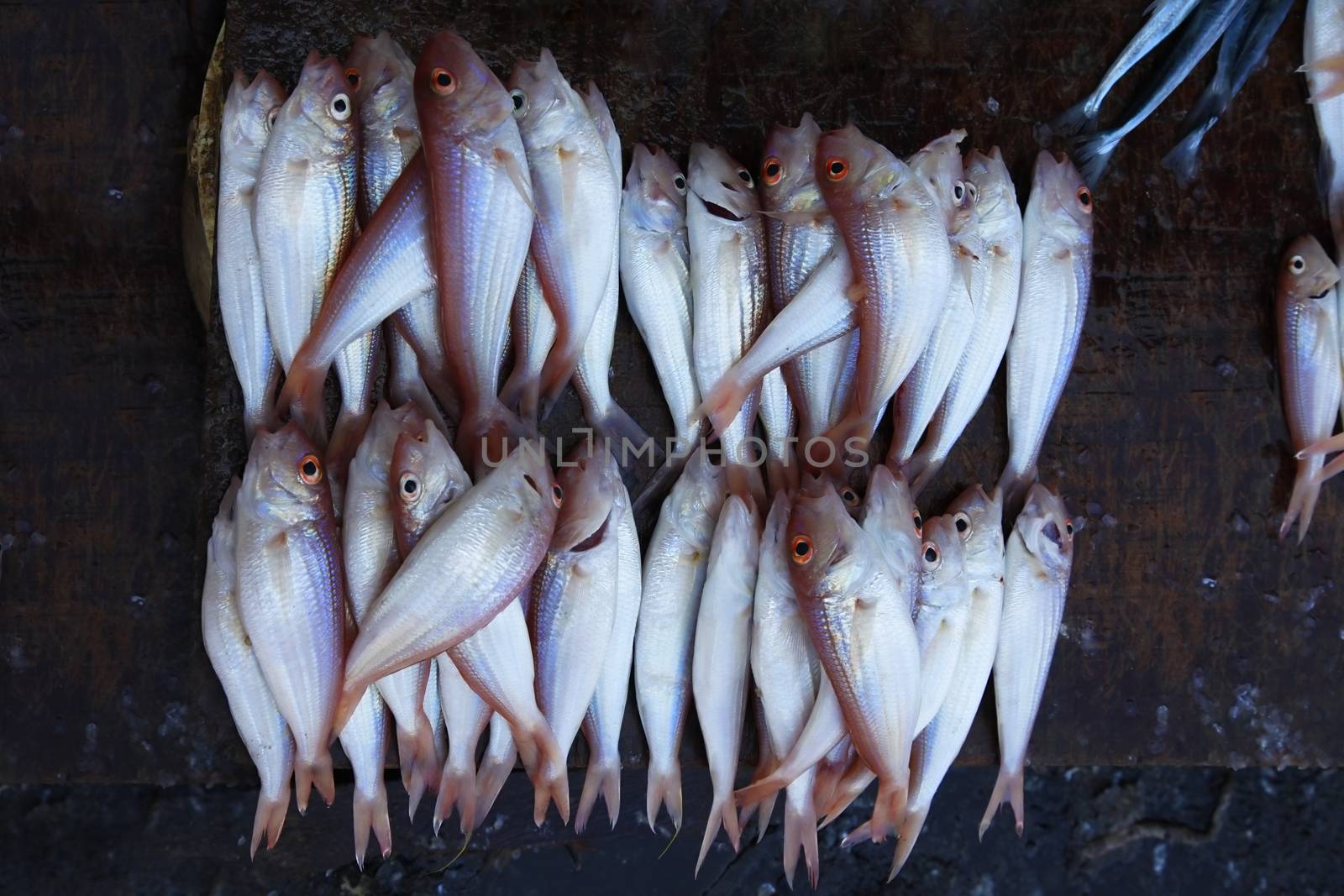 Fresh fish at Stone Town Fish Market