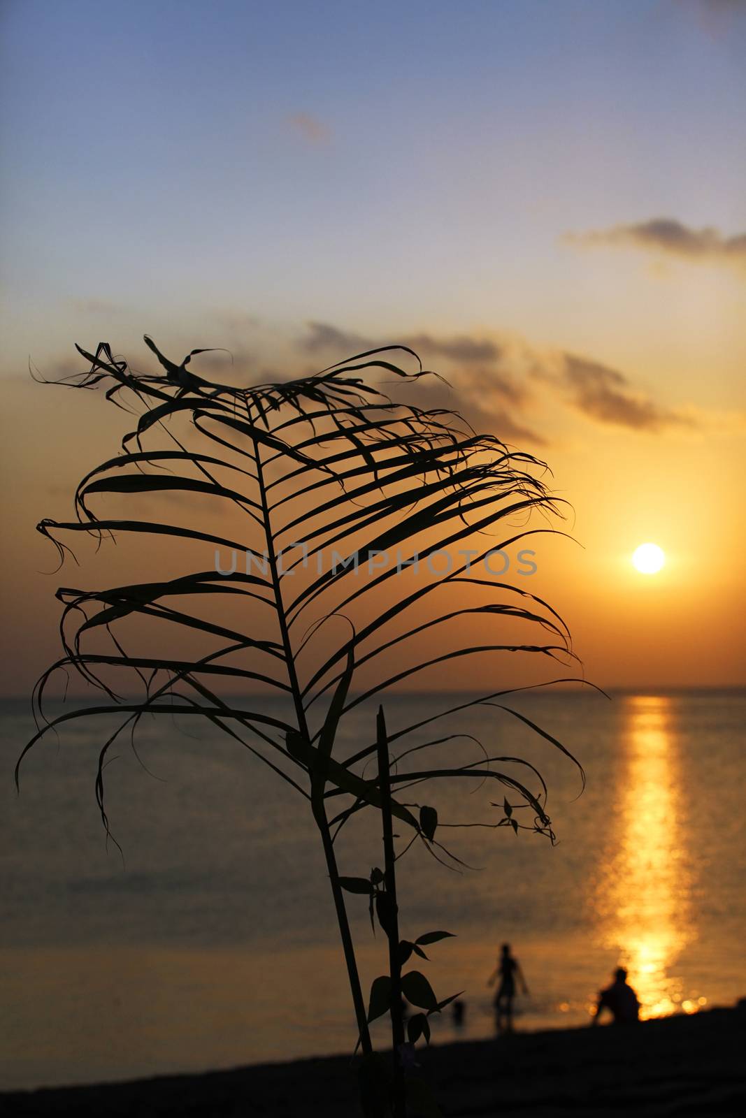 Branch of palm on a background of sunset