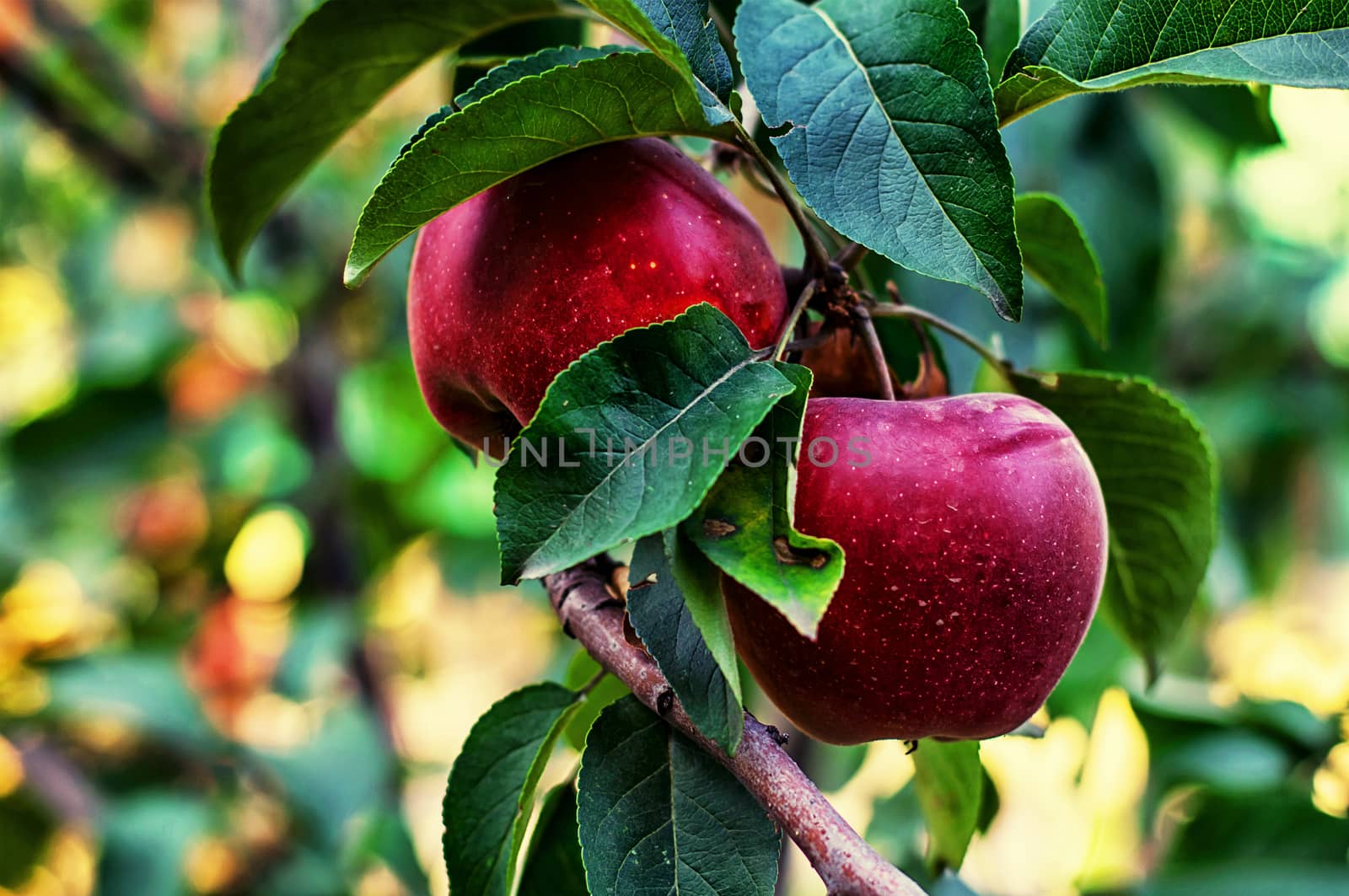 branches of Apple trees with ripe,juicy fruits