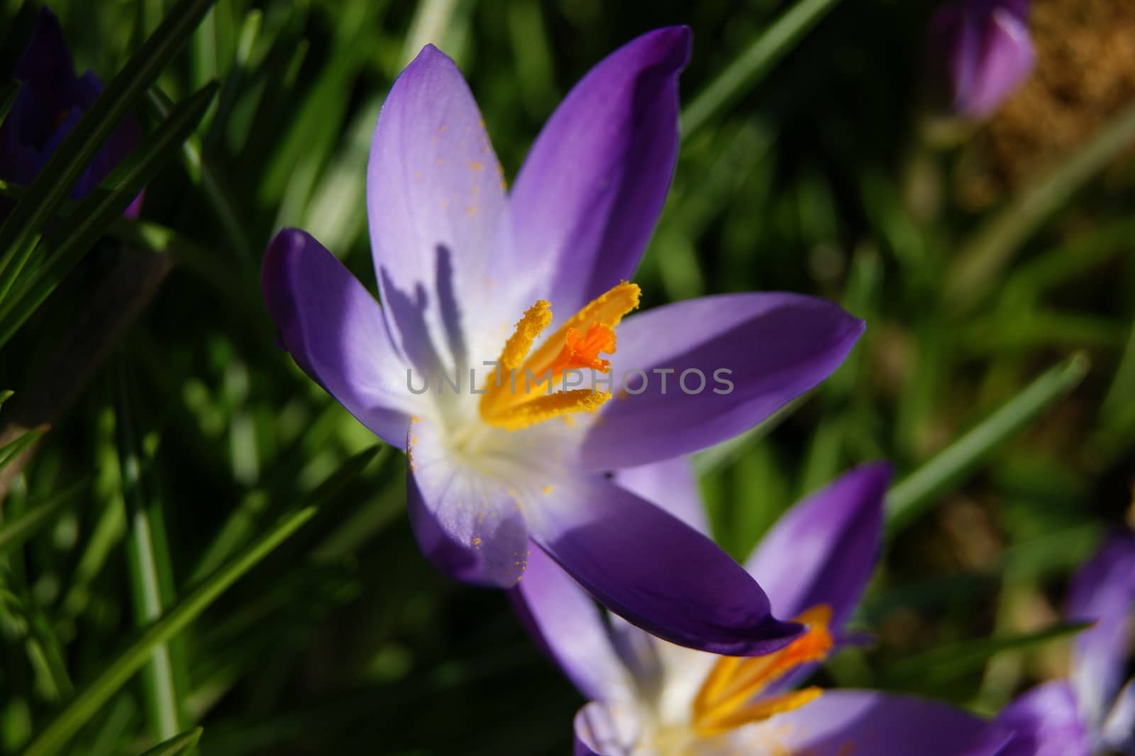 A close-up image of colourful Spring Crocus flowers.