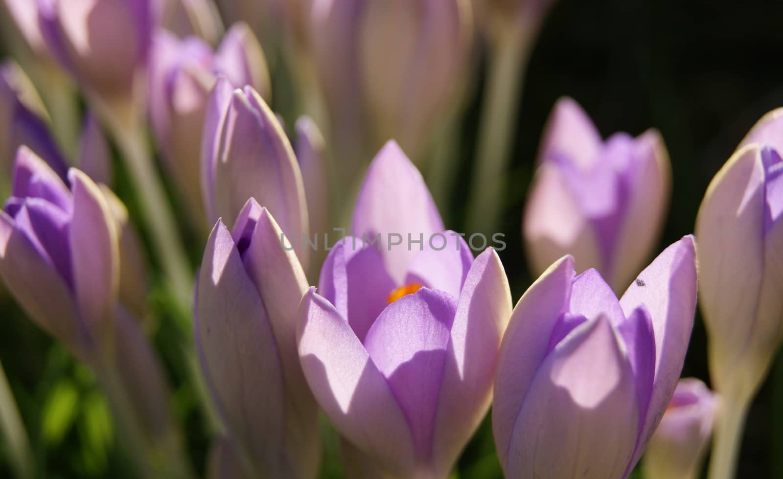 Colourful Spring Flowers. by paulst