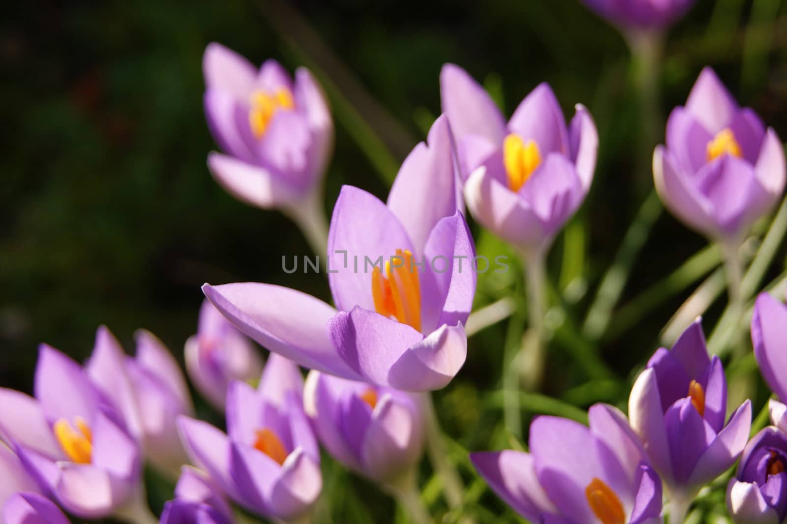 A close-up image of colourful Spring Crocus flowers.