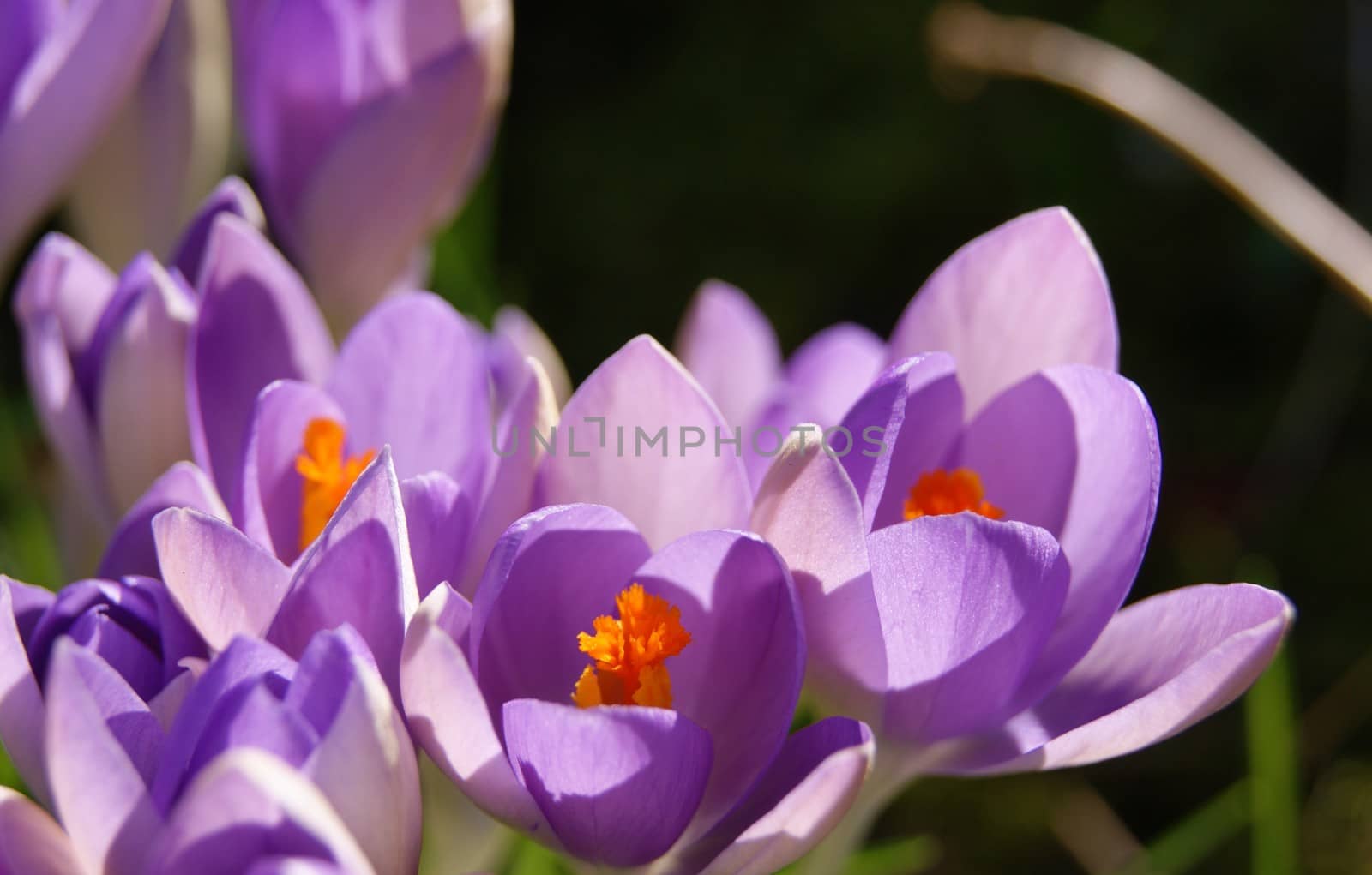 A close-up image of colourful Spring Crocus flowers.