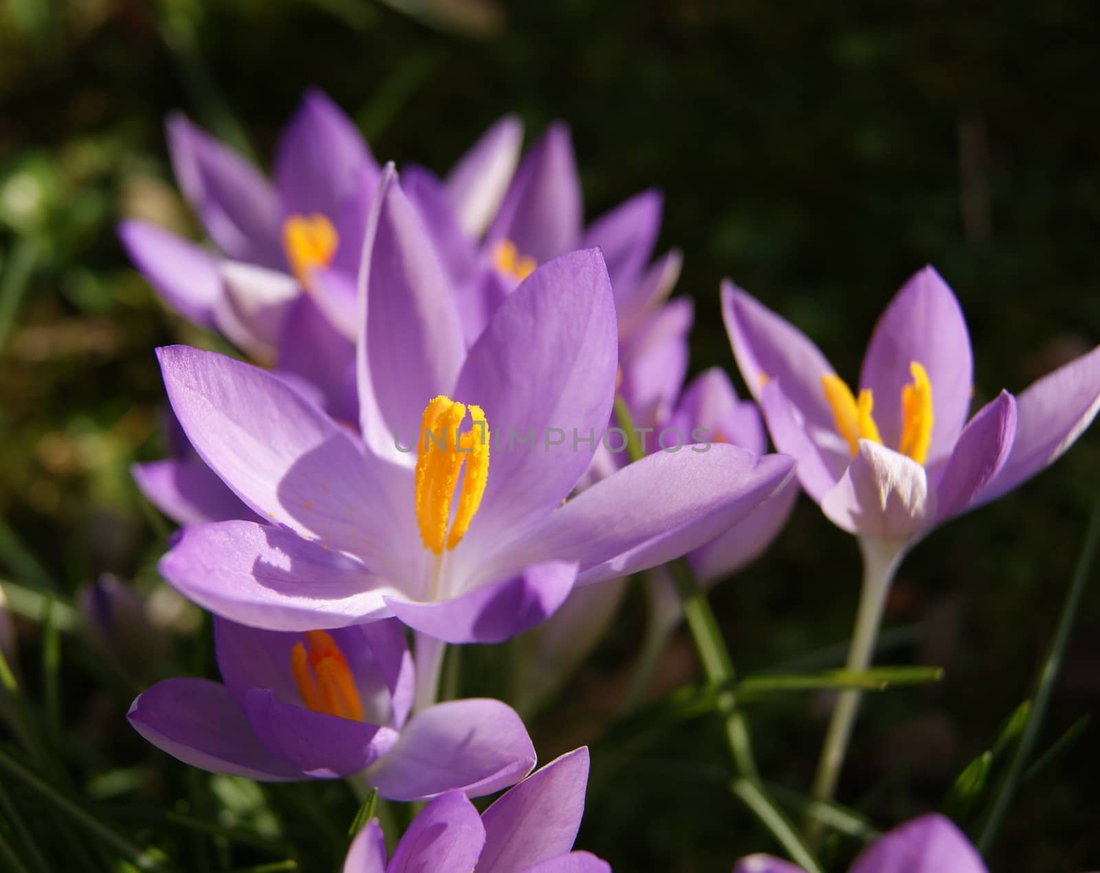 A close-up image of colourful Spring Crocus flowers.