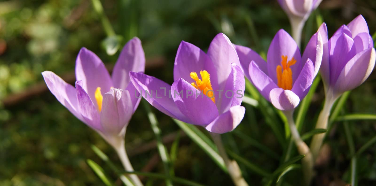 A close-up image of colourful Spring Crocus flowers.