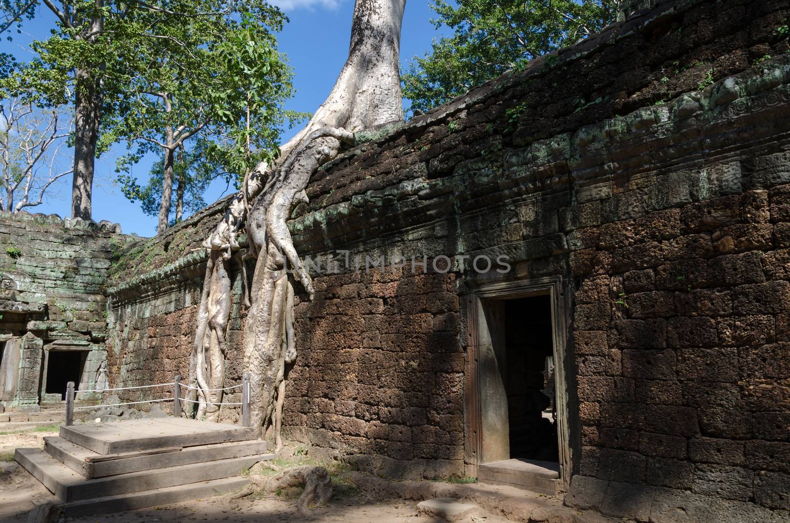 Roots of a spung on a temple in Ta Prohm in Siem Reap, Cambodia