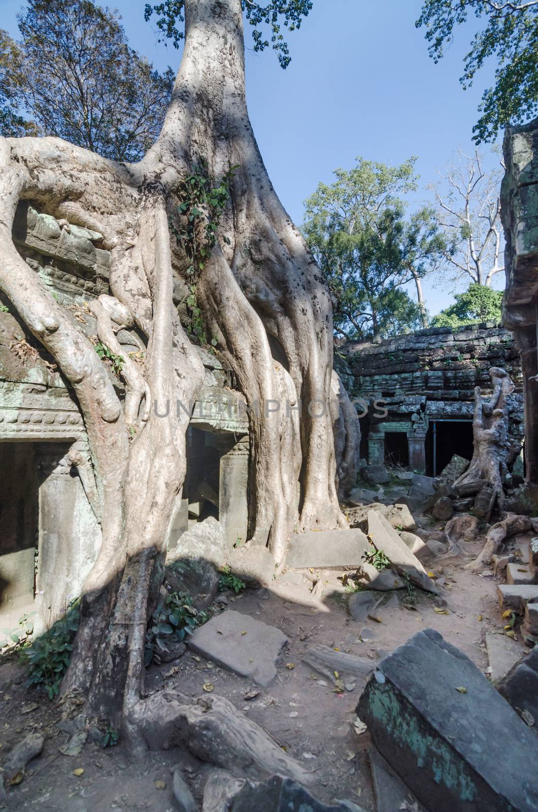 Ta Prohm temple in Siem Reap by siraanamwong