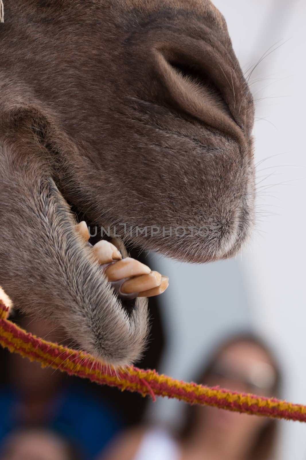 Popular medieval fair in Castro Marim by membio