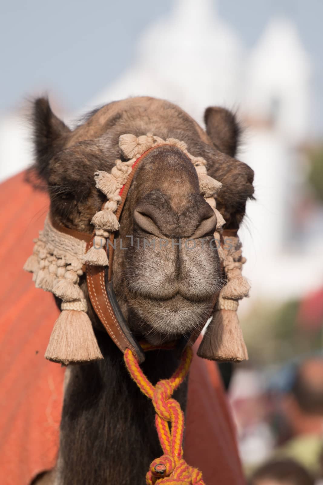 Popular medieval fair in Castro Marim by membio