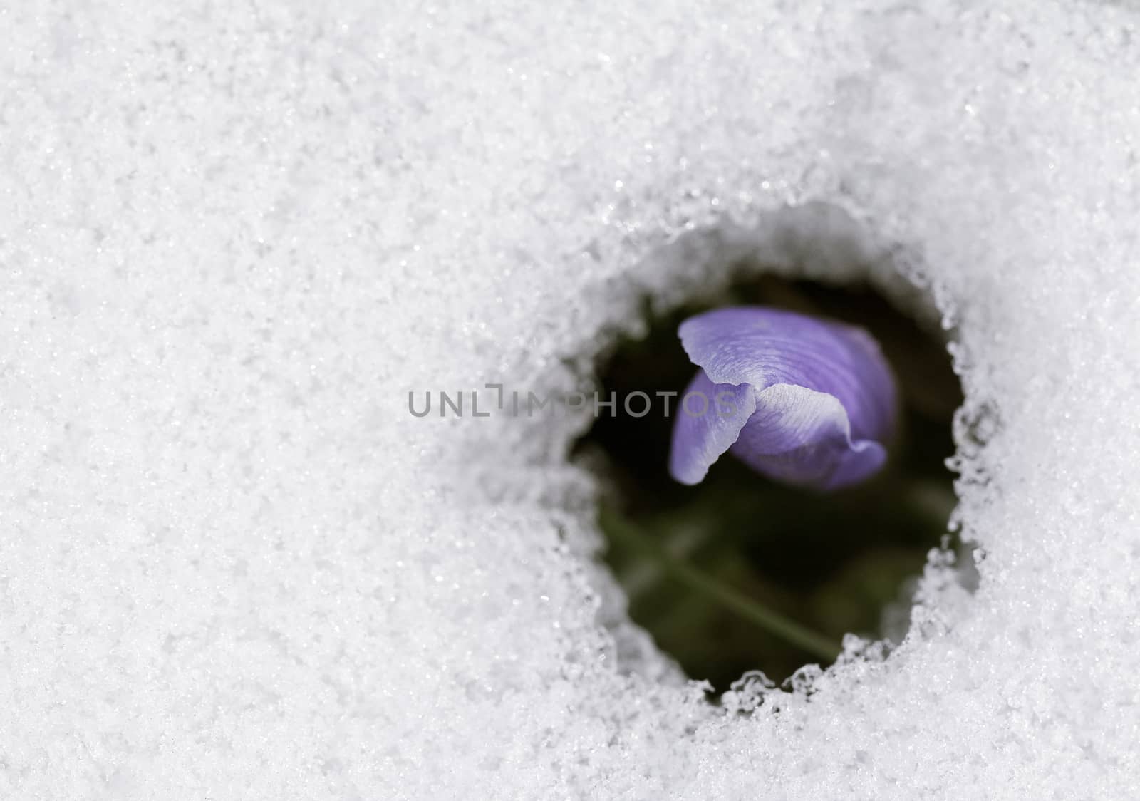 A fresh crocus flower in the snow