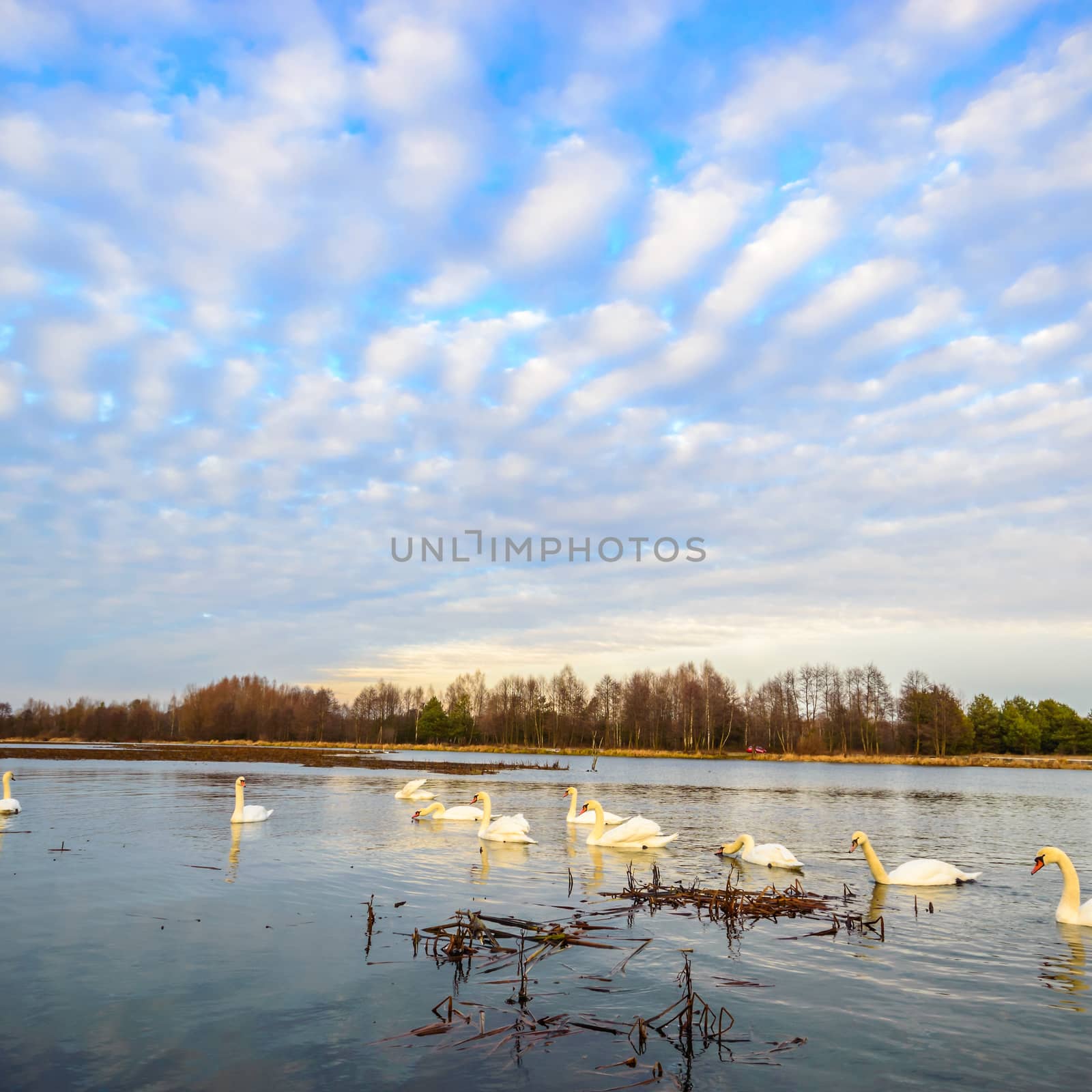 landscape with natural river, nature series