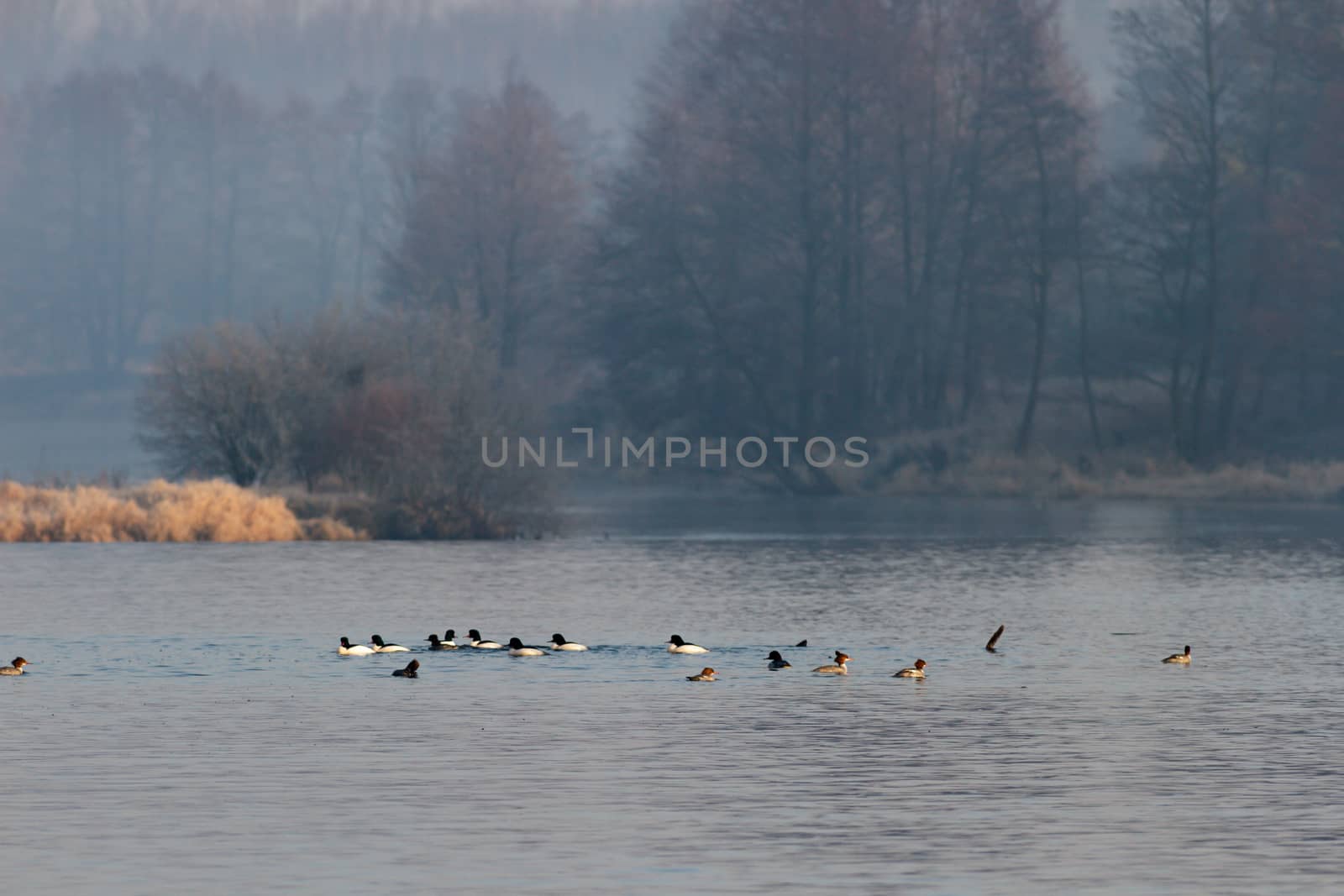 landscape with natural river, nature series