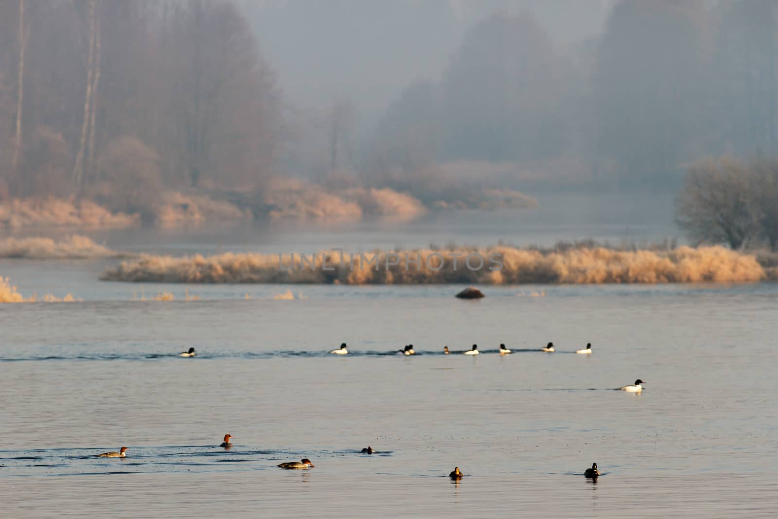 landscape with natural river, nature series