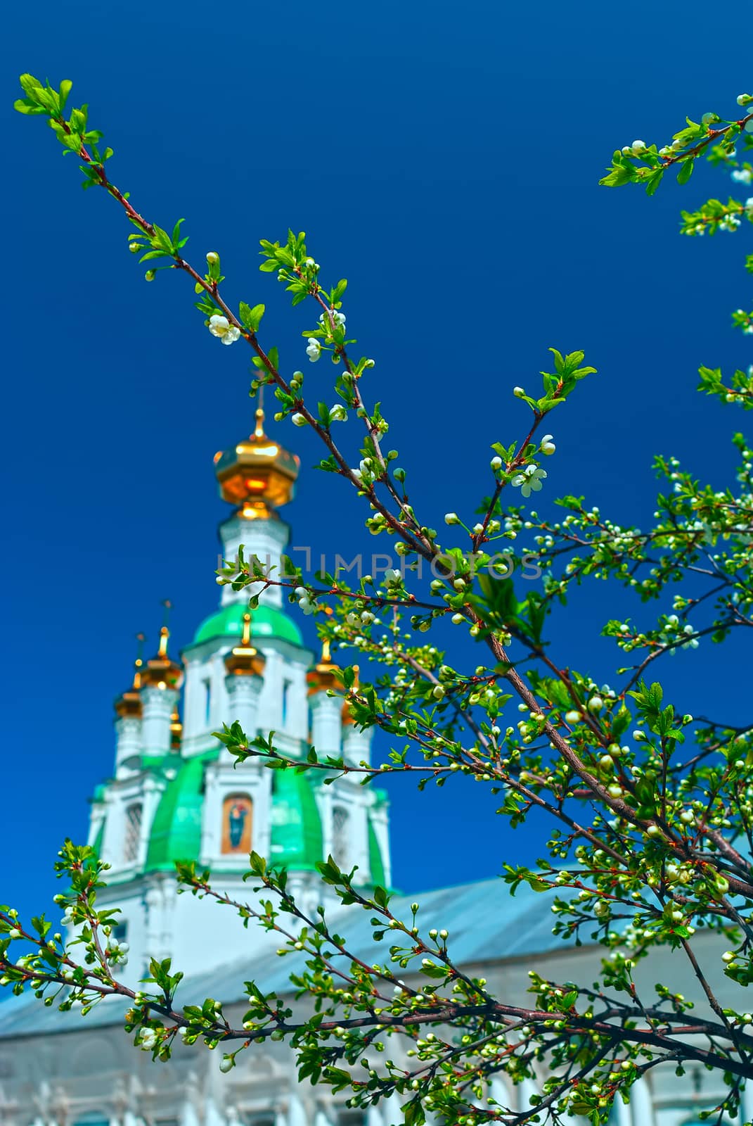 Branch of the apple tree blossoms against white church